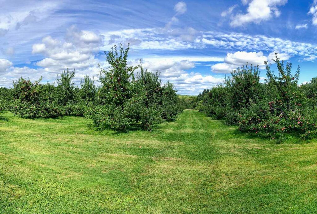 Picture perfect grass and apple trees on a beautiful day at Doe Orchards.