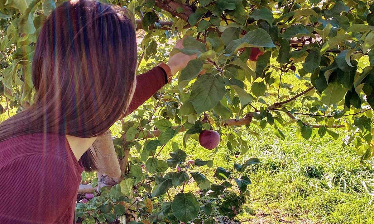 Lady picking apple from apple tree.