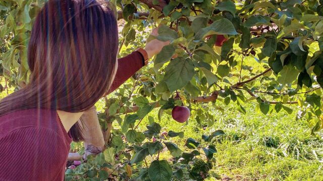 Best Places to Go Apple Picking Near Leominster