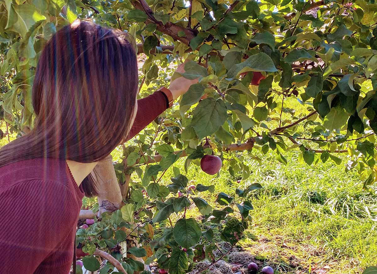 Lady picking apple from apple tree.