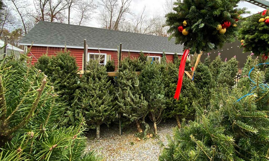 Christmas trees for sale at Buzz and Thrive Gardens.