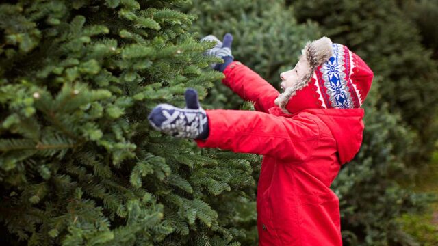 Where to Buy a Christmas Tree in Leominster