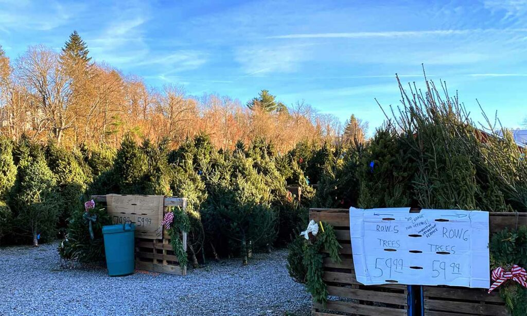 Christmas trees for sale at Gardeners' Spot.