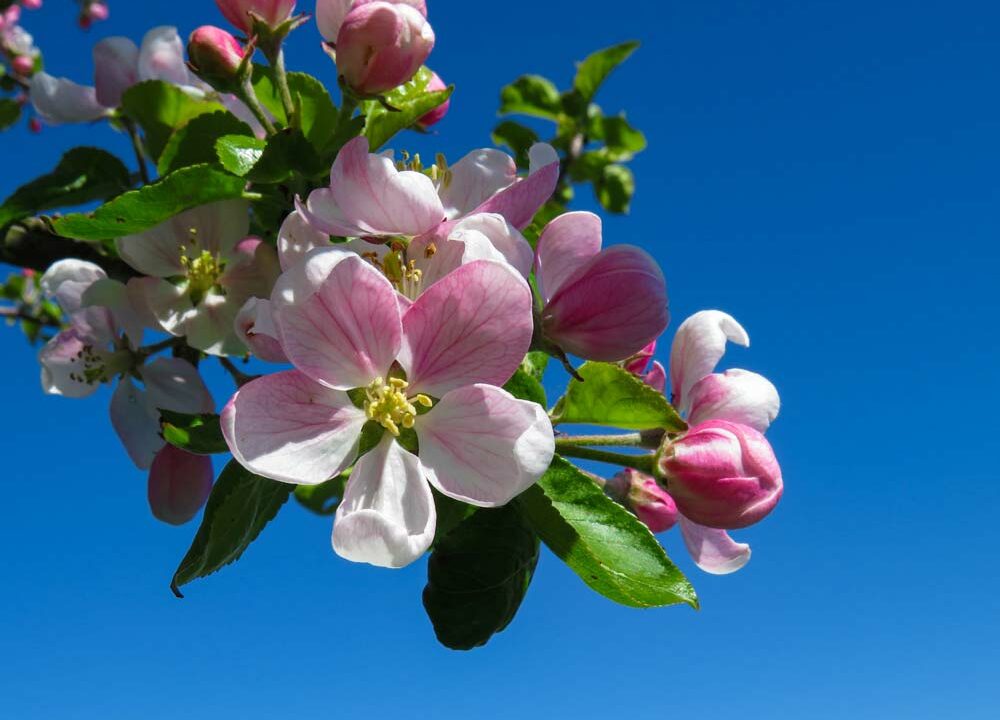Flower blossom on an apple tree during spring.