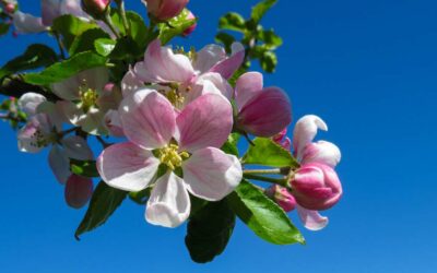 Sholan Farms Apple Blossom Festival & Craft Fair 2024