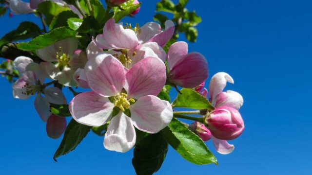 Sholan Farms Apple Blossom Festival & Craft Fair 2023